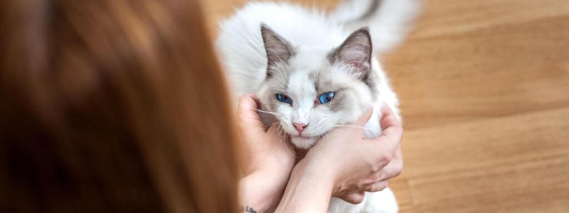 Ragdoll cat getting pets from owner. Best cat breeds.